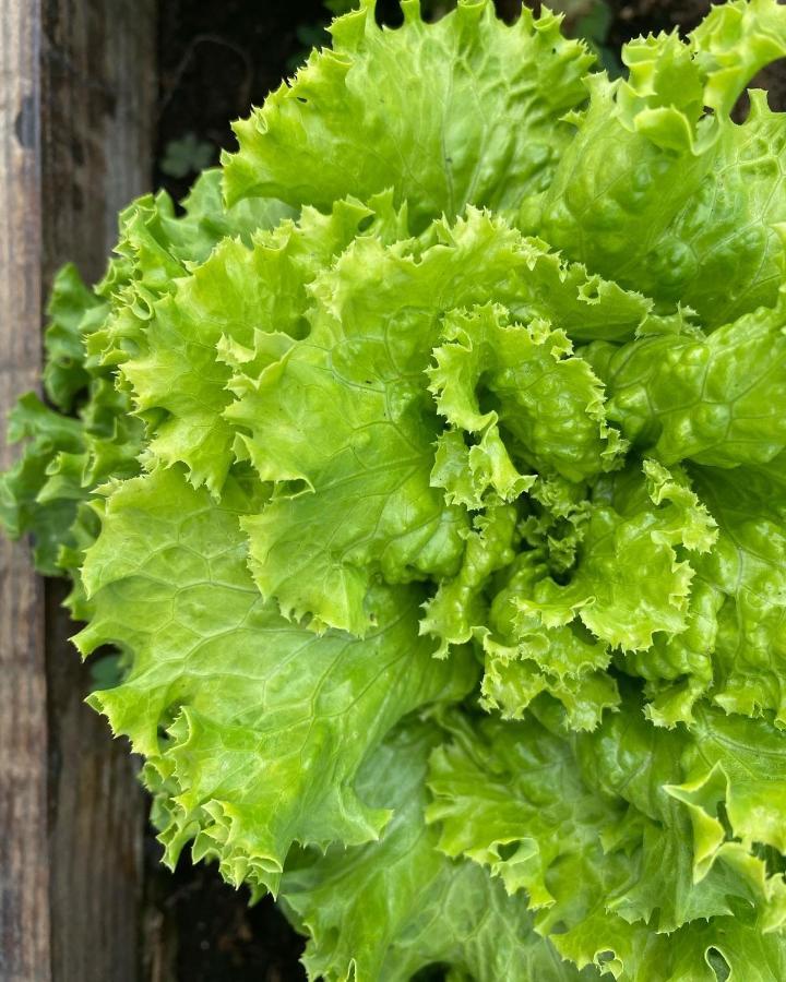 Agriturismo Pepe Rosa Rivoli Veronese Eksteriør bilde